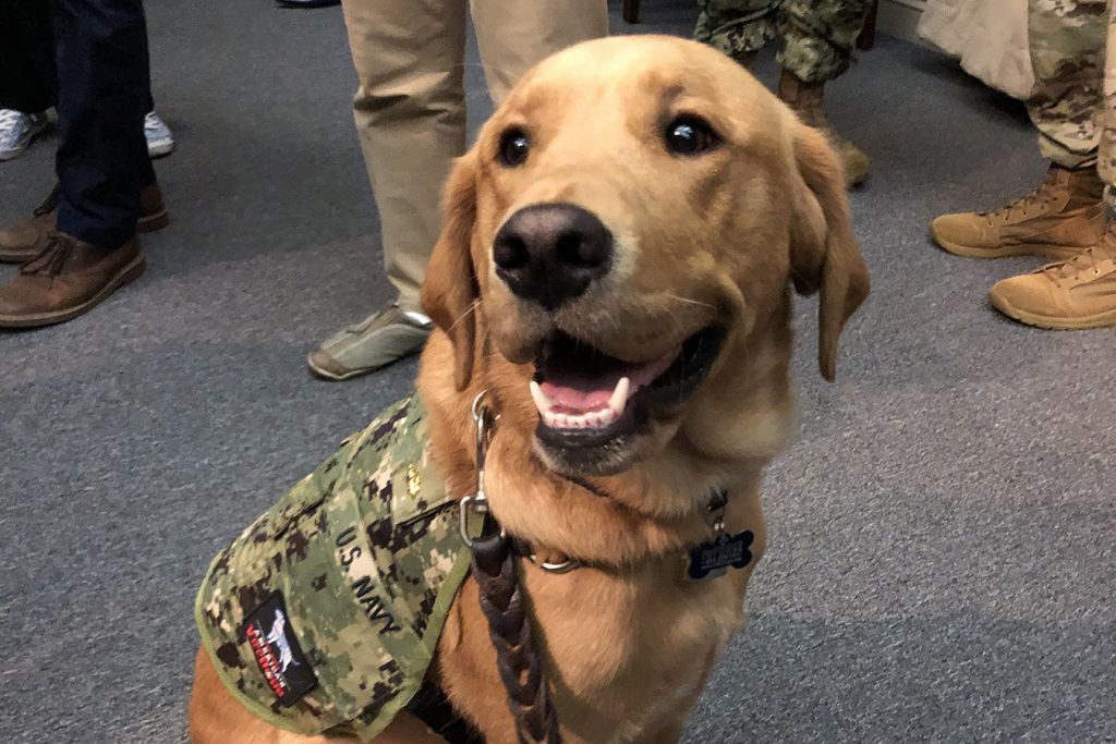 Sit, Heal: Dog Teaches Military Med Students The Merits Of Service Animals