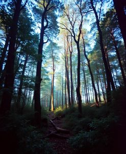 Multisensory VR forest reboots your brain and lifts mood—study confirms