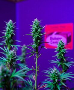 How strong is your weed, really? Scientists say labels often mislead - AI Generated Image