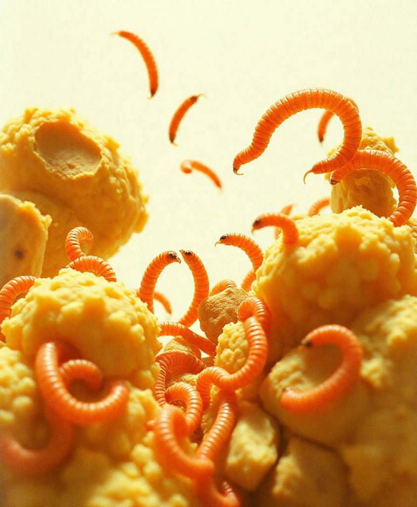 Scientists starved worms — then discovered the switch that controls aging